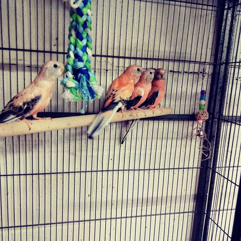 Exotic Birds for Sale