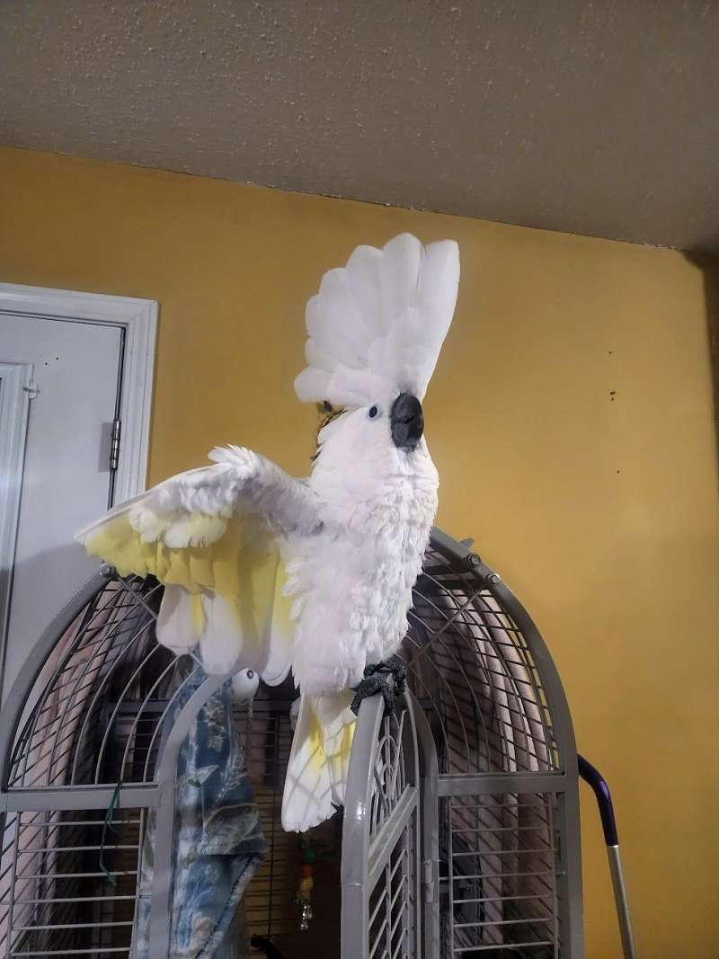 White Colored Cockatoos for Sale
