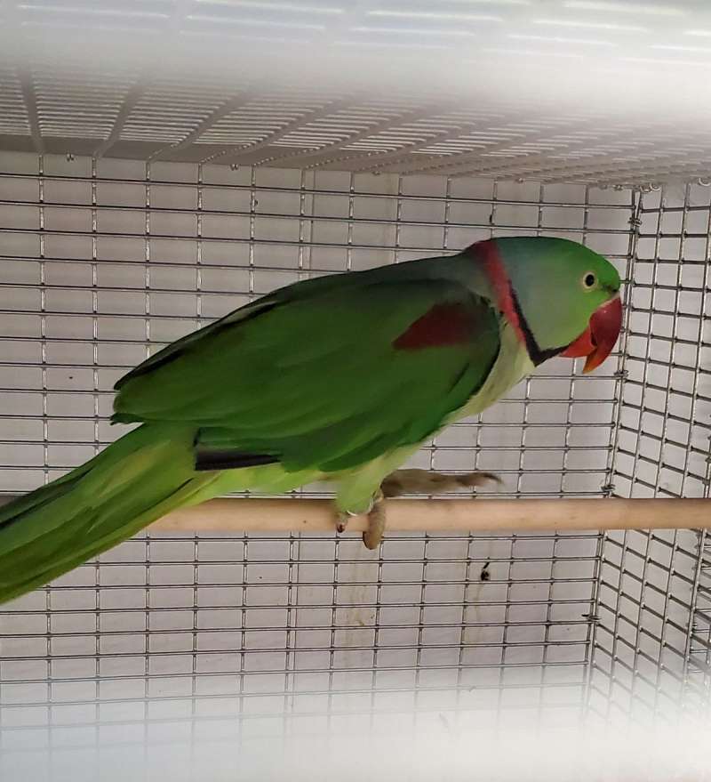 Bourke Parakeets for Sale