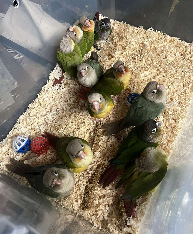 Baby Birds for Sale
