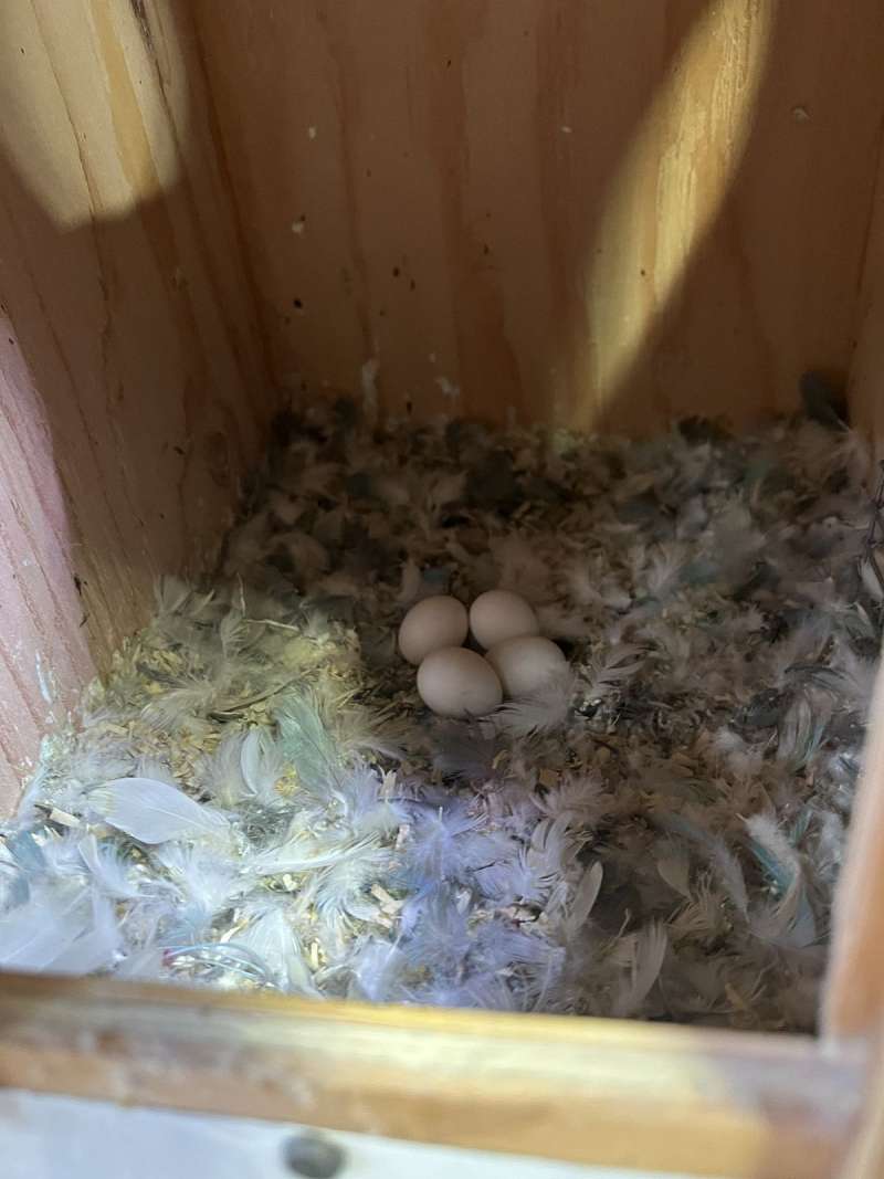 Breeder pair of Conure, loverbird, Quaker, Canaries, English buggies