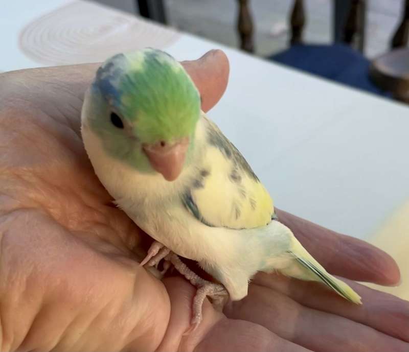 Male Parrotlets for Sale