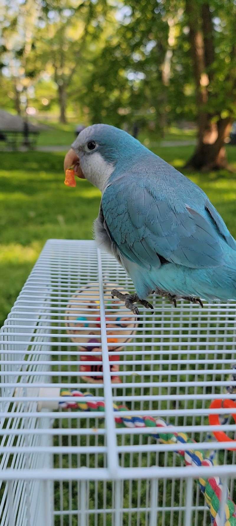 Quaker Parrots for Sale