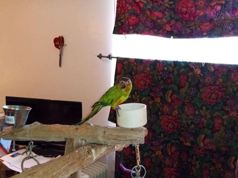 Nanday Conures for Sale