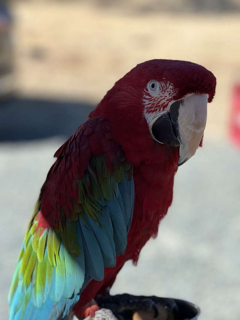 Green Wing Macaws for Sale