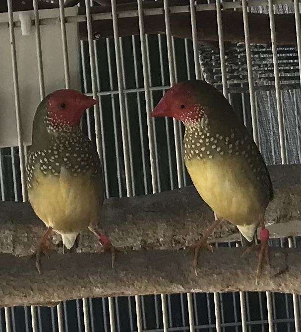 Finches for Sale in California