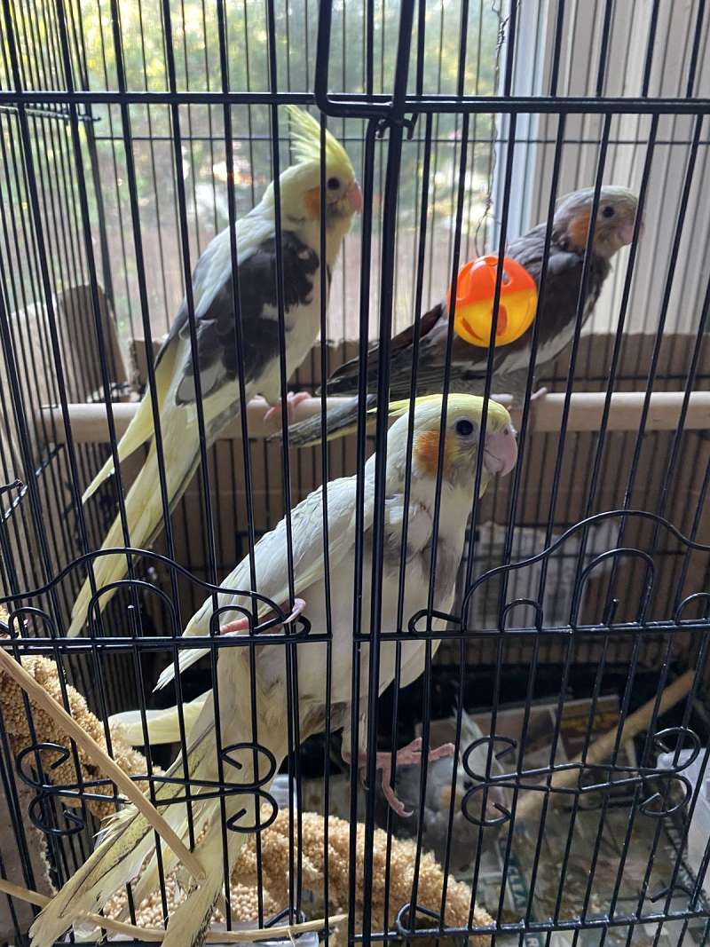 Baby Birds for Sale