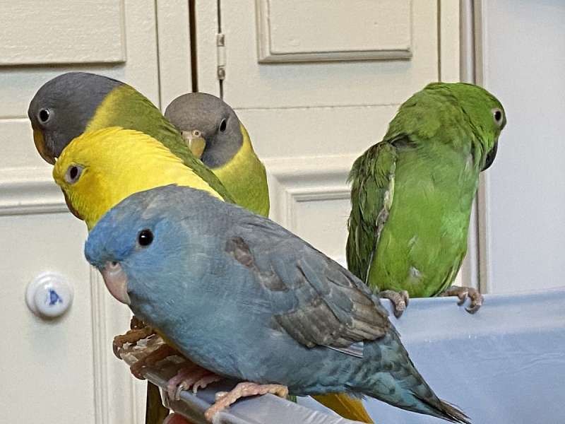 Lineolated Parakeets for Sale