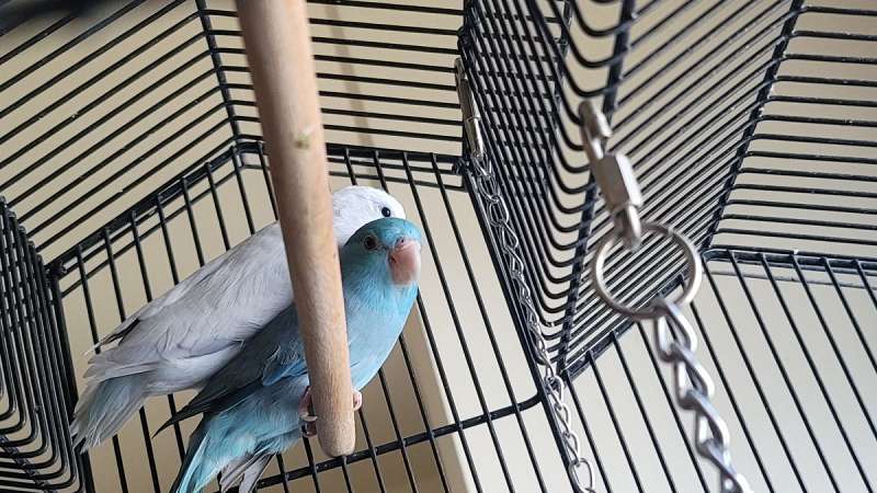 Albino Colored Parrotlets for Sale