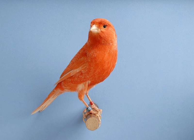 Male Canaries for Sale