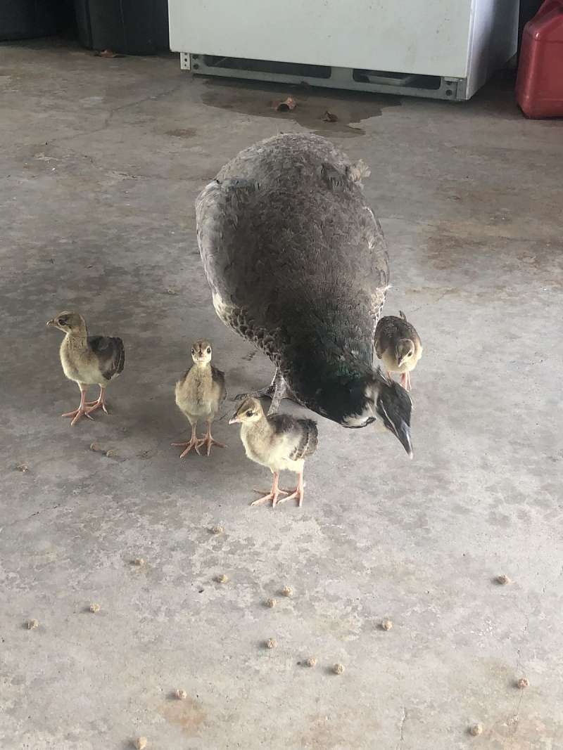 Peacocks for Sale in Texas