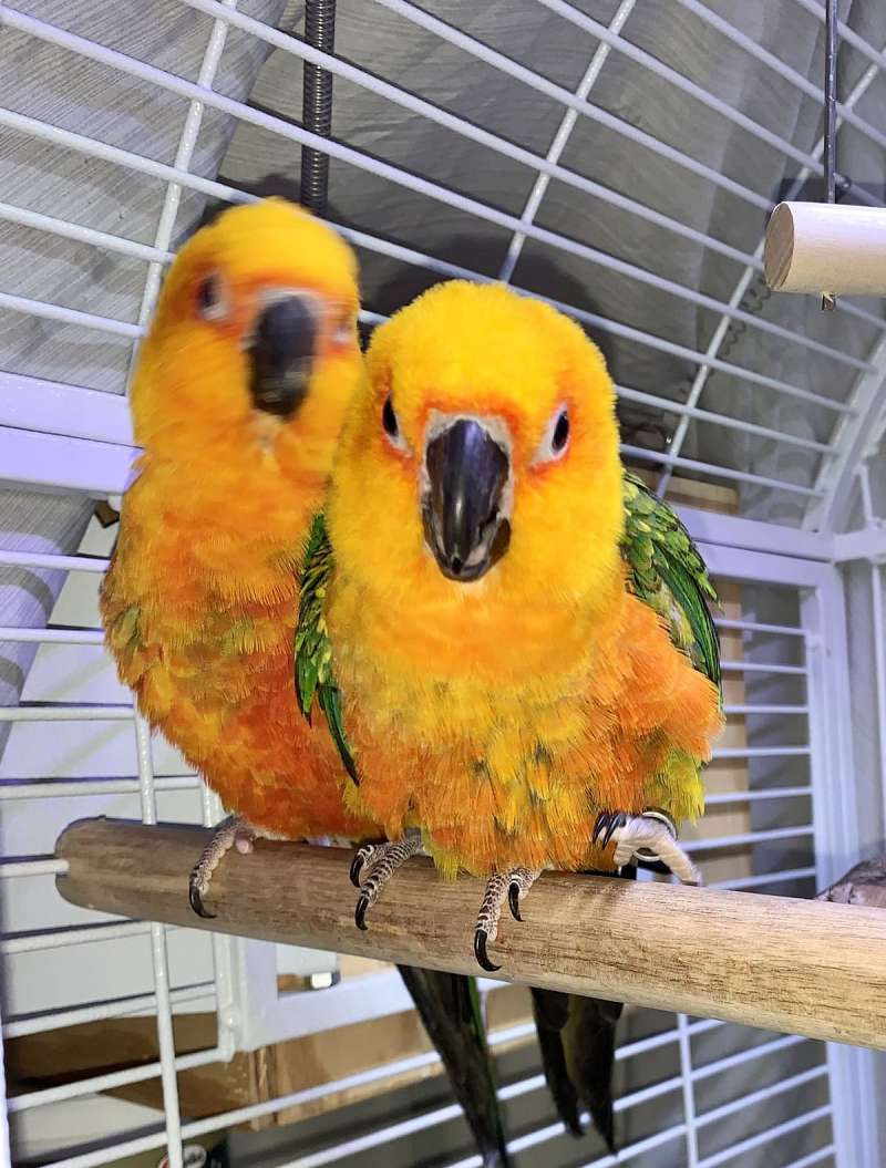 Jenday Conures for Sale