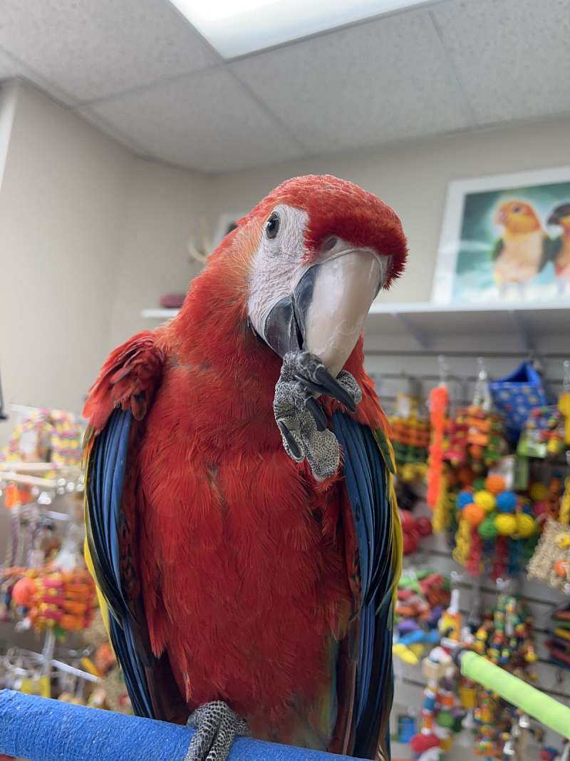 Image showcasing Scarlet Macaws for Sale in Georgia