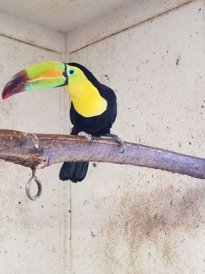 Toucans for Sale