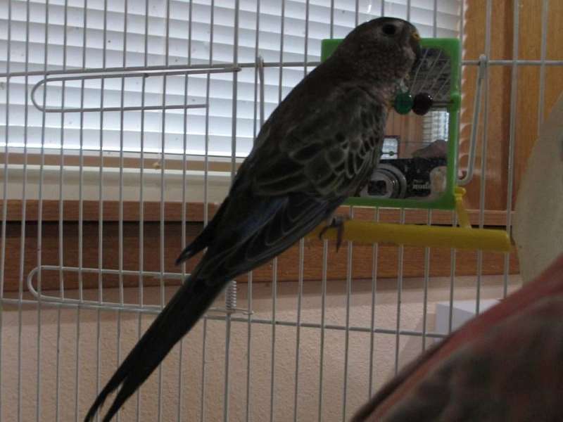 Pink Colored Parakeets for Sale
