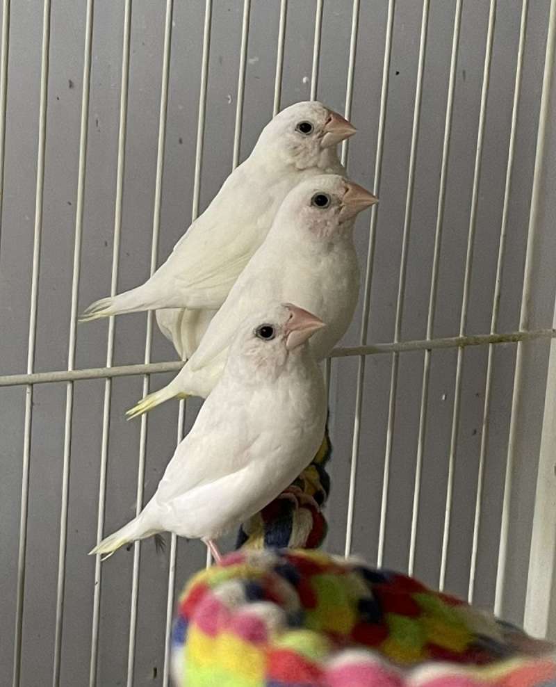 Small Society Finches for Sale