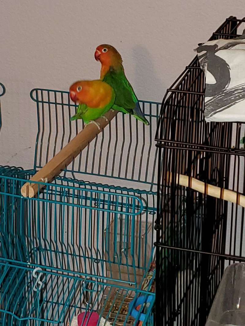 Bonded Pair Lovebirds for Sale