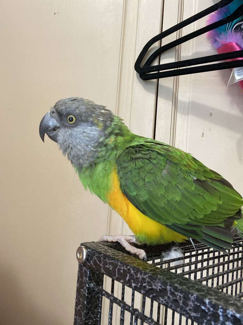 Senegal Poicephalus Parrots for Sale