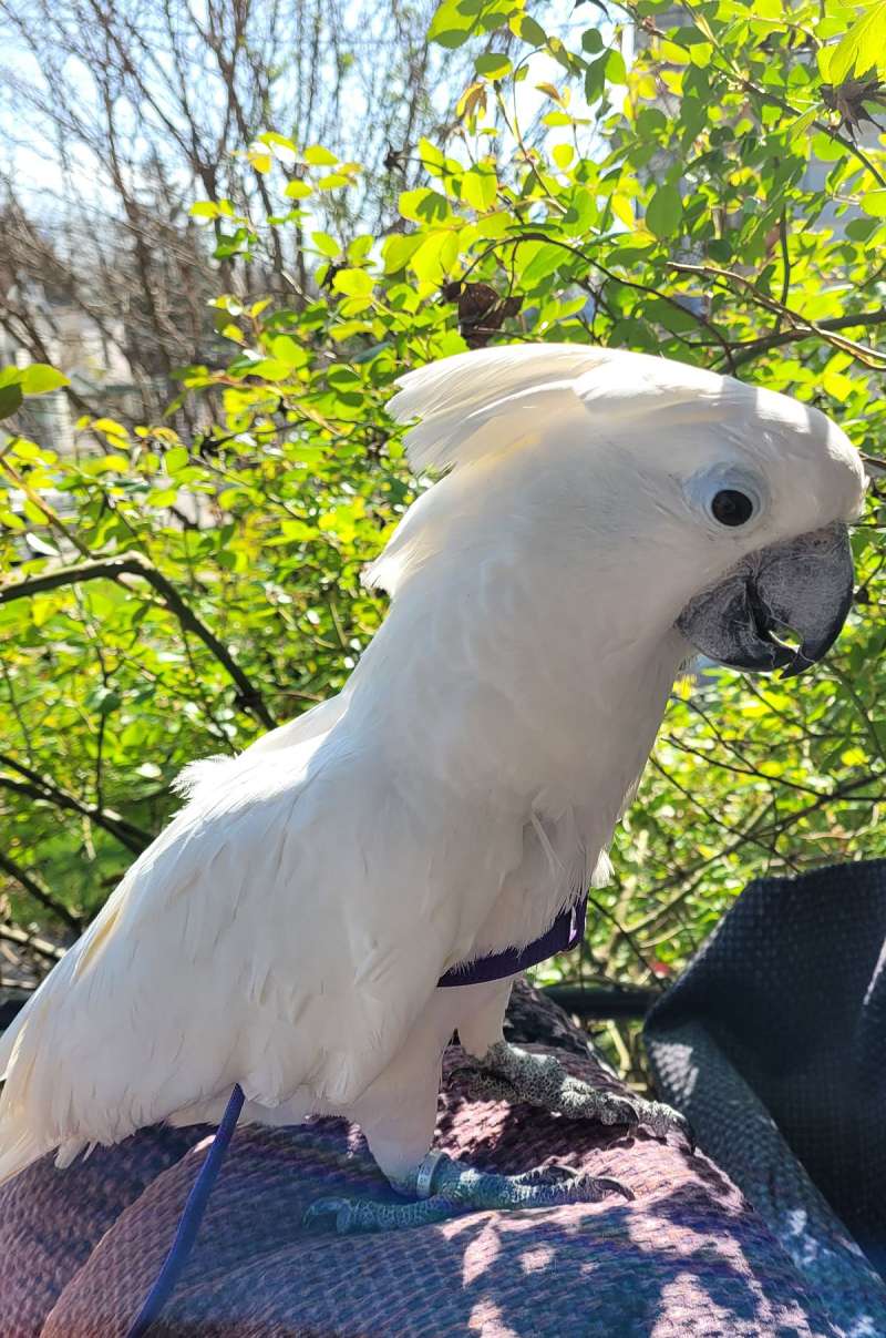 cockatoo birds for sale on los angeles ca