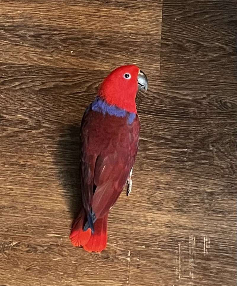 Parrots for Sale in North Carolina