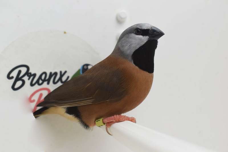 Small Society Finches for Sale