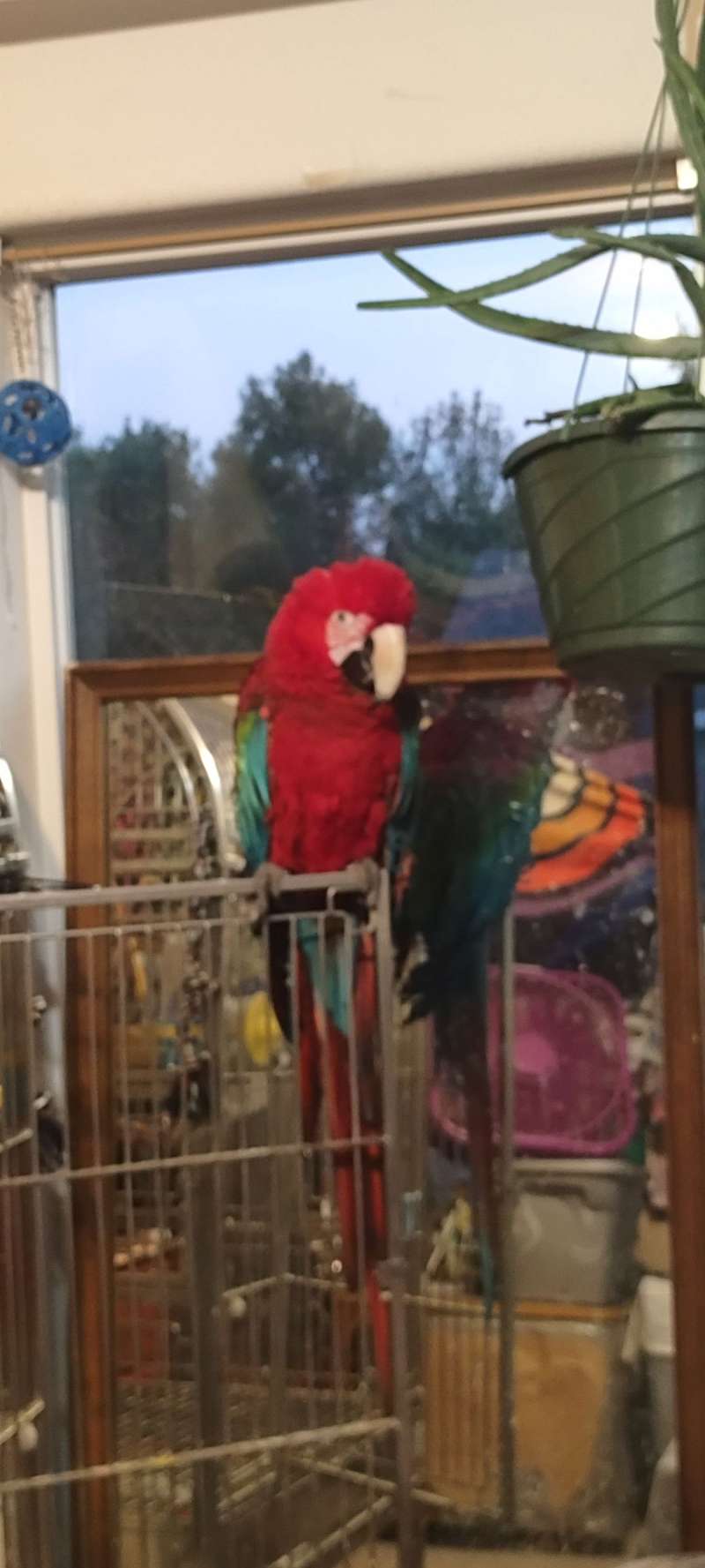 Birds in Salem Oregon