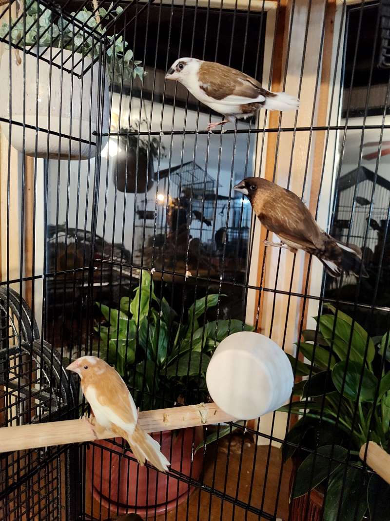 society finches for sale near 92078
