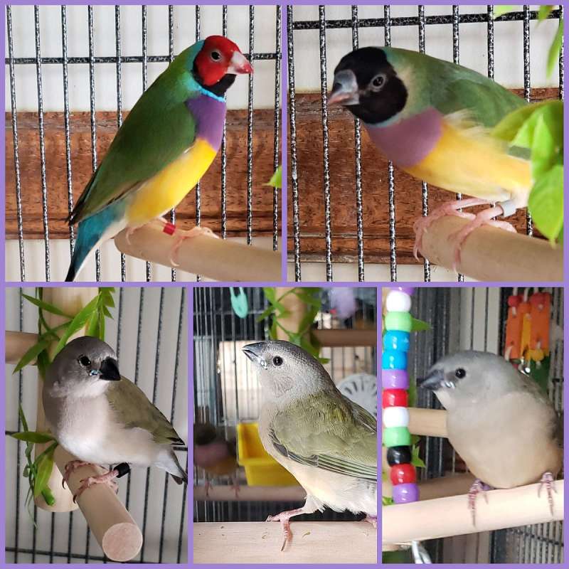 Finches for Sale