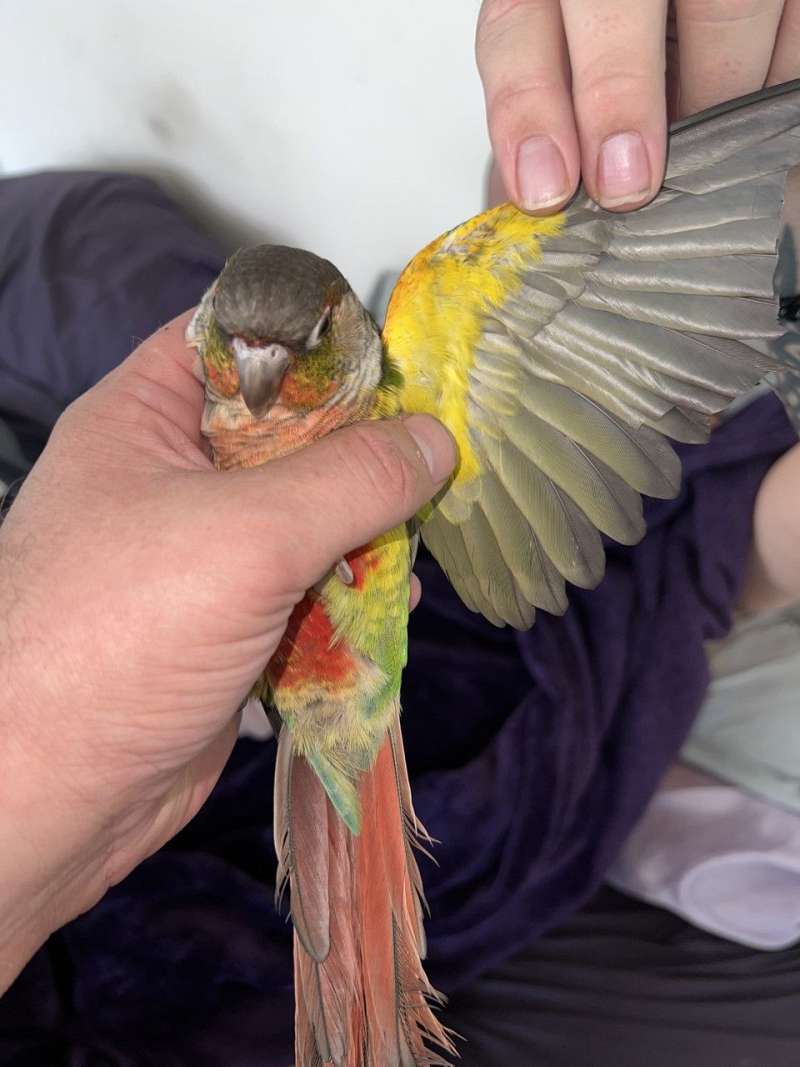 Fancy Conures for Sale