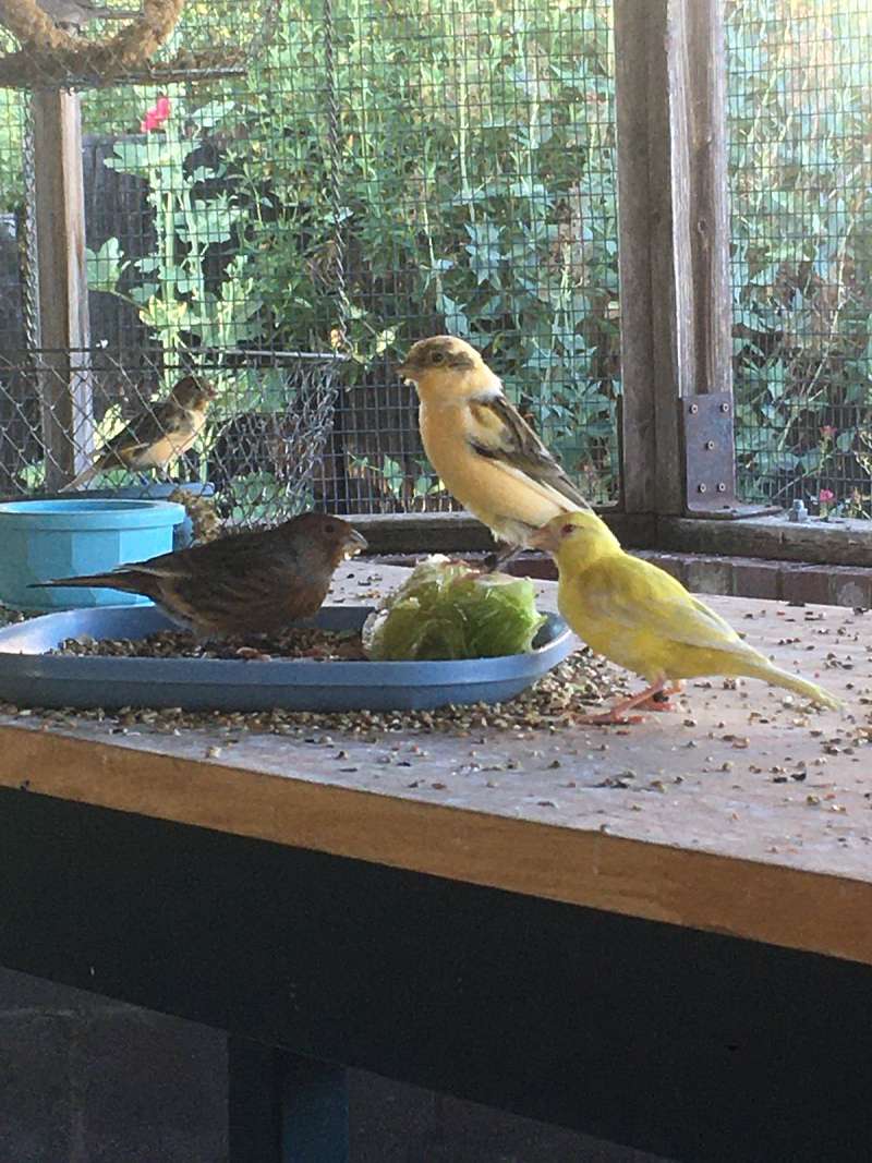 Canaries for Sale in Oregon