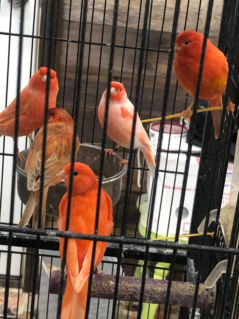 Blue Colored Canaries for Sale