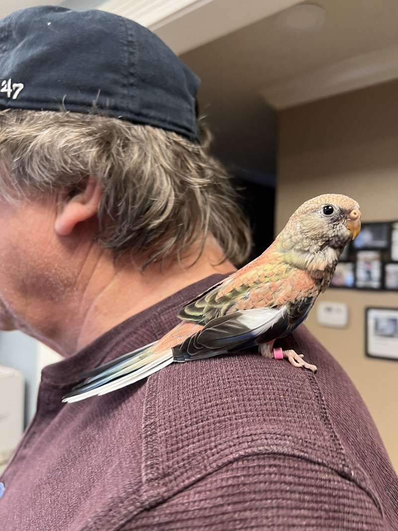 Bourke Parakeets for Sale