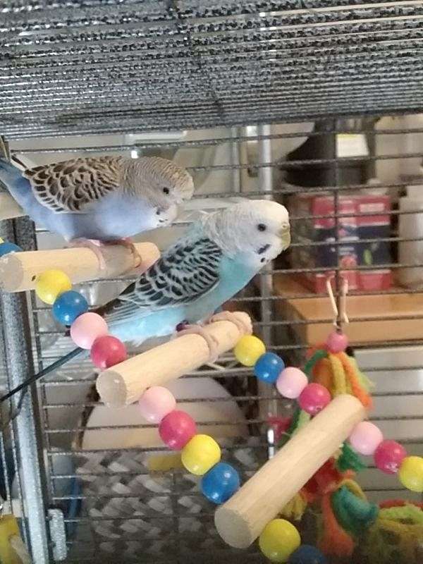 Purple Colored Parakeets for Sale