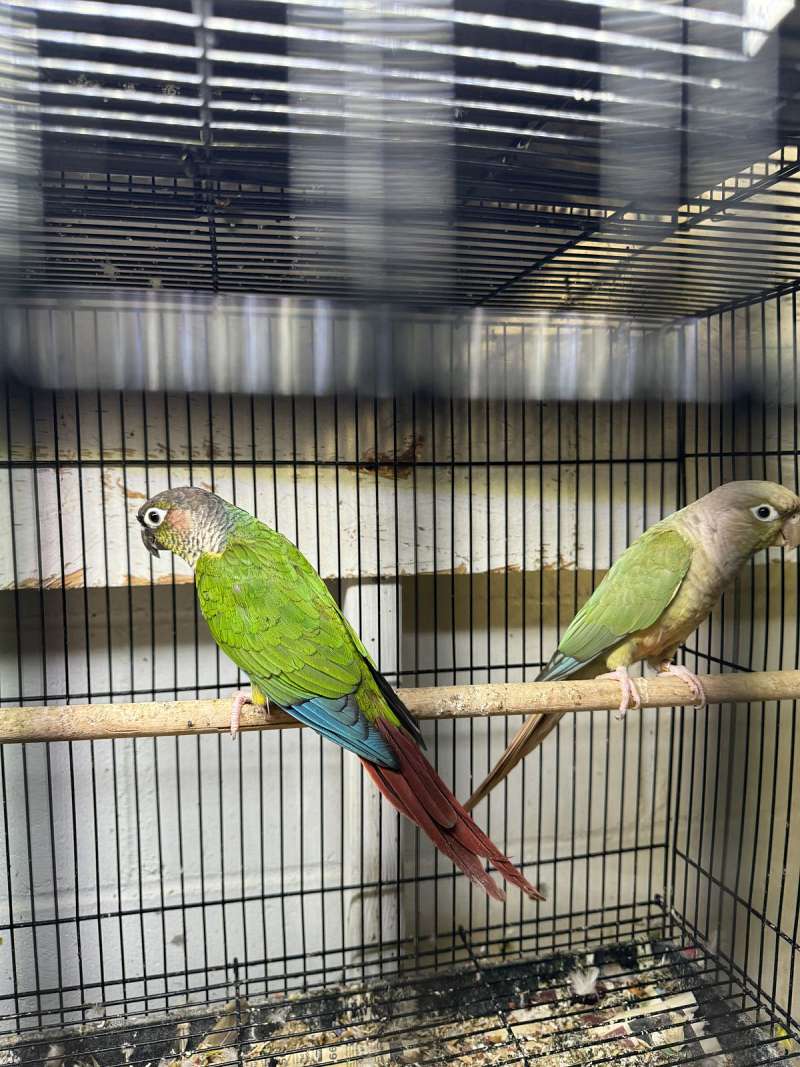 Importance of Perches for Parrots - Feather Beautiful