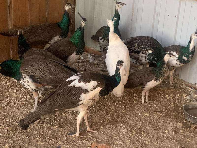 White Colored Peacocks for Sale