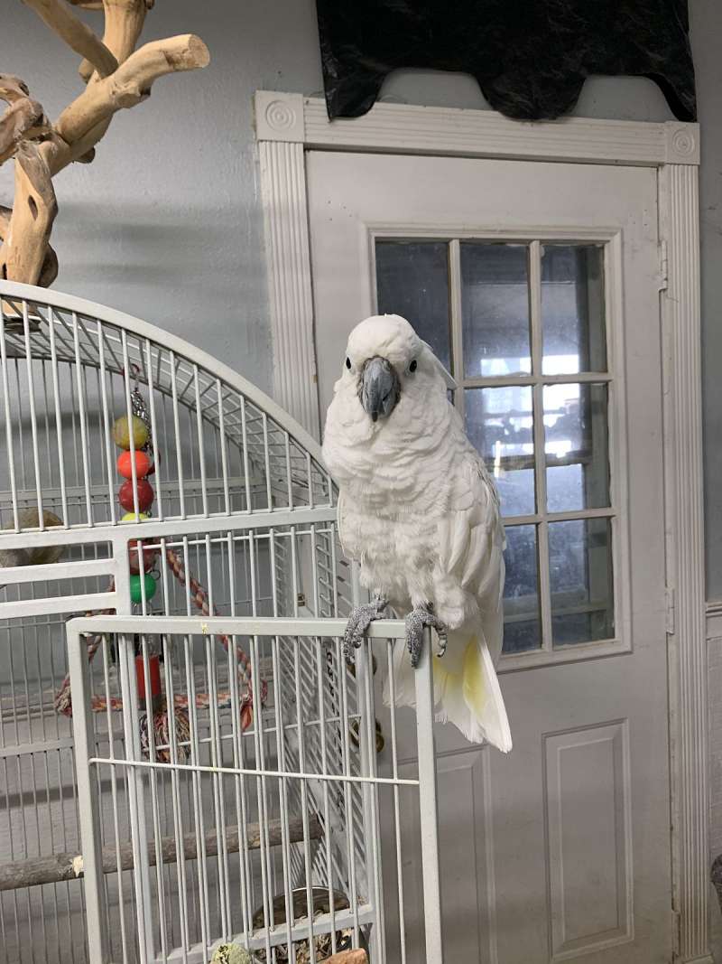 Umbrella Cockatoos to Sale