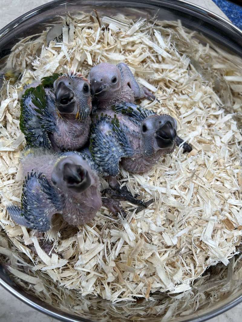 Sun Conures for Sale in Florida