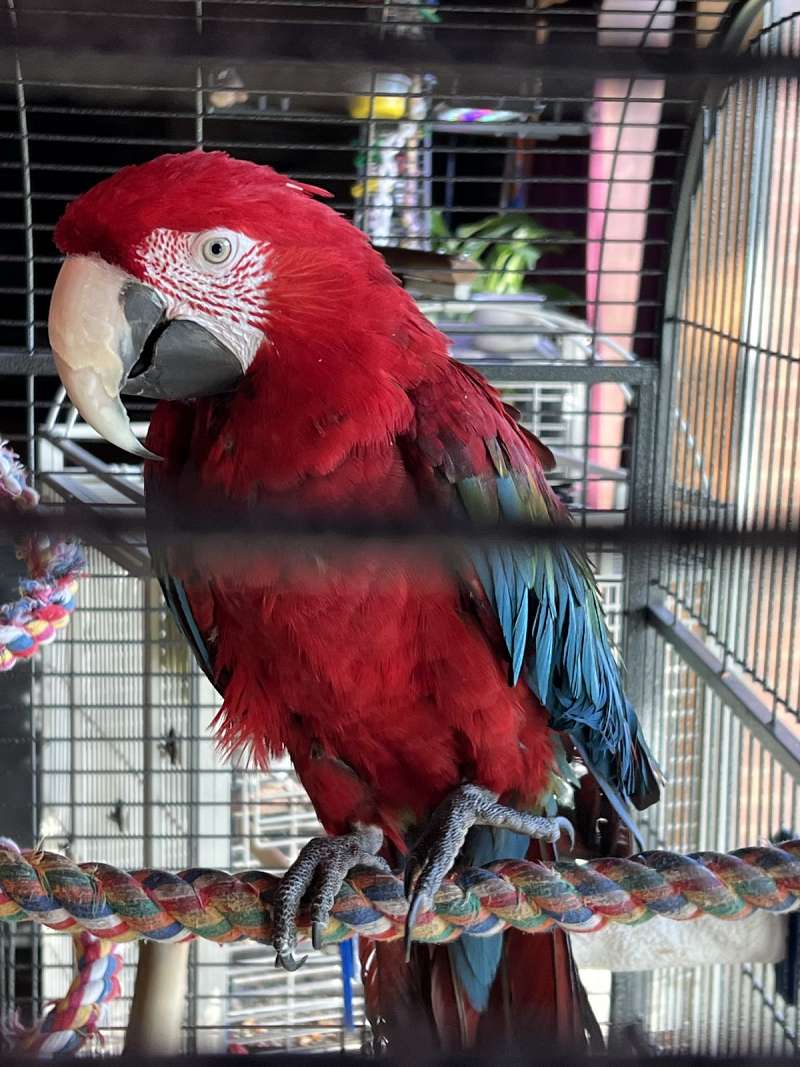 Green Wing Macaws for Sale