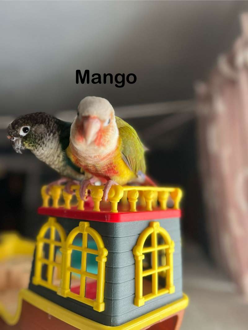 Lovebird babies handfeeding