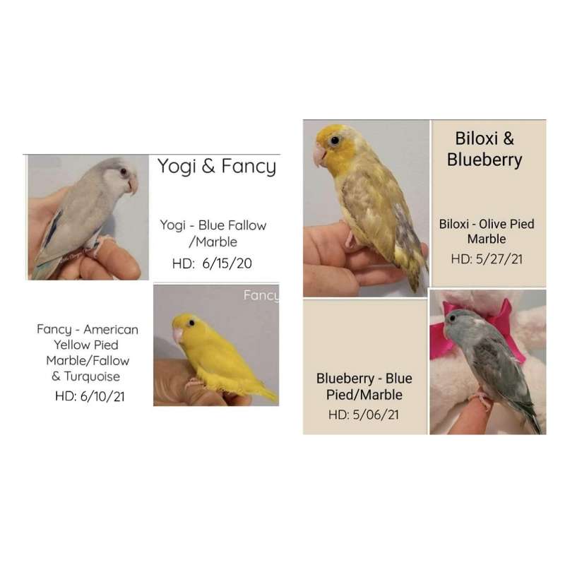 Parrotlets for Sale in