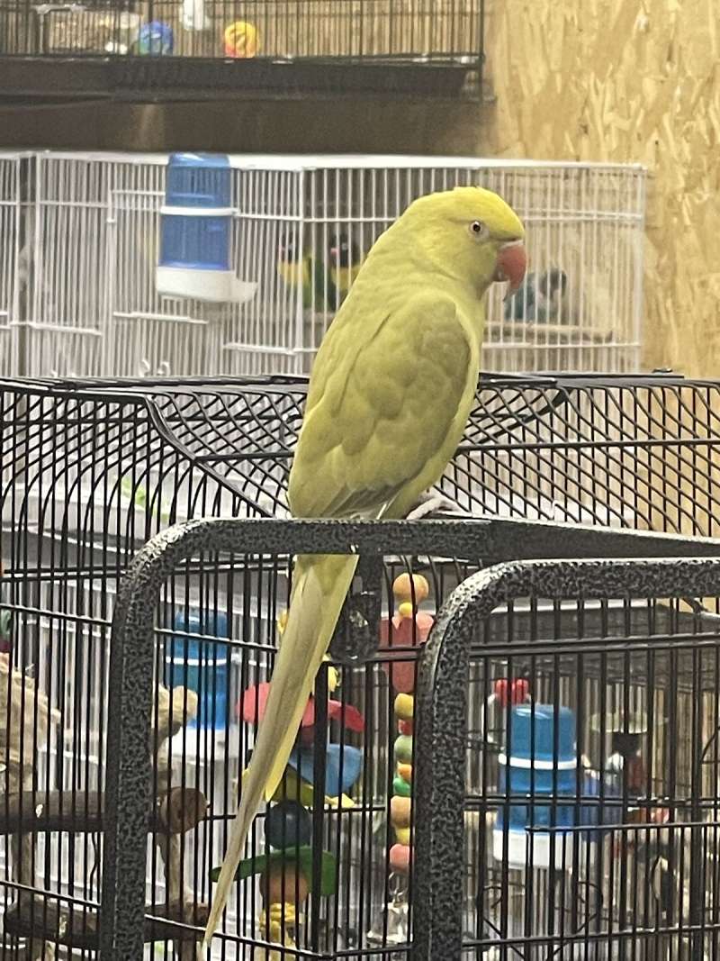 Ringneck Parakeets for Sale in Pennsylvania