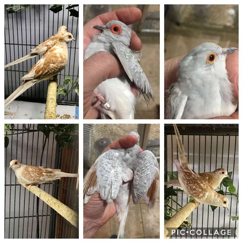Diamond Doves for Sale in Virginia