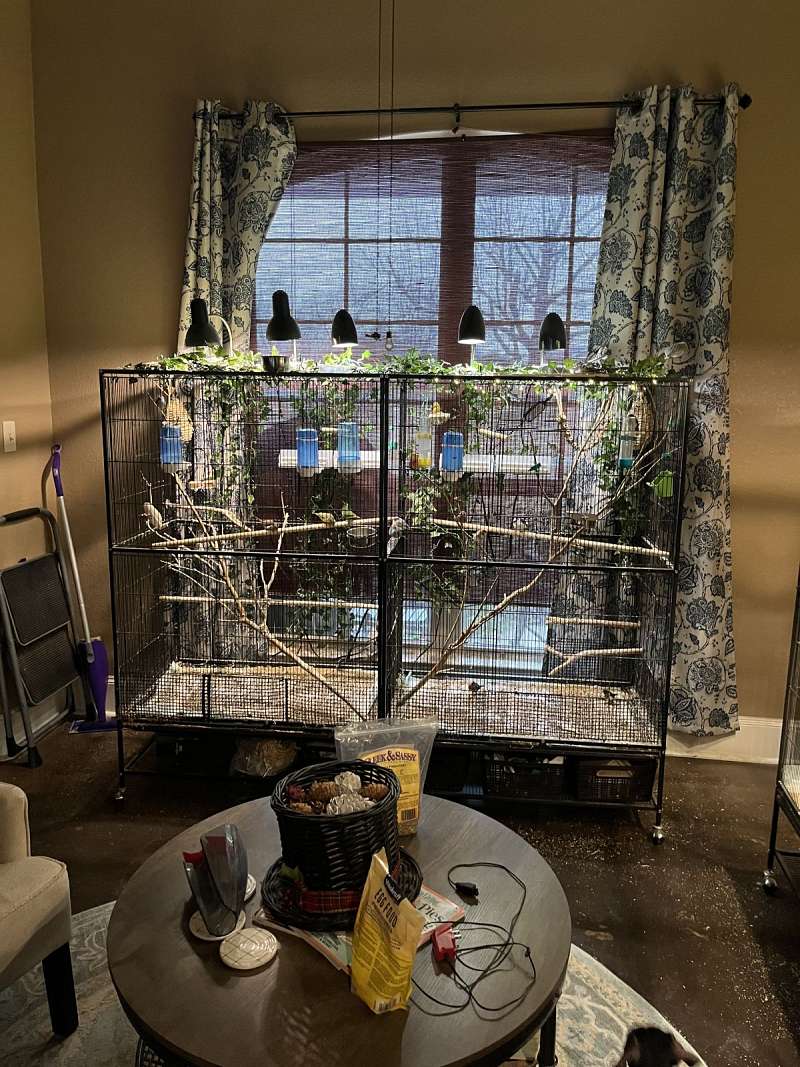 Goldfinch Finches for Sale