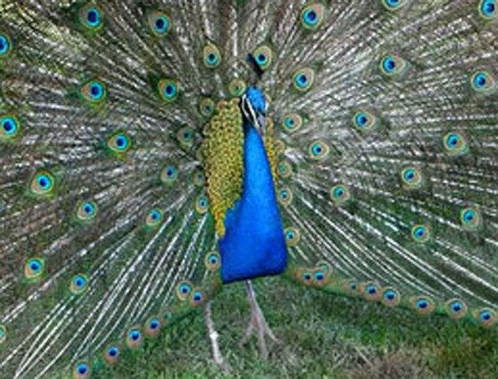 Peacocks for Sale in North Carolina