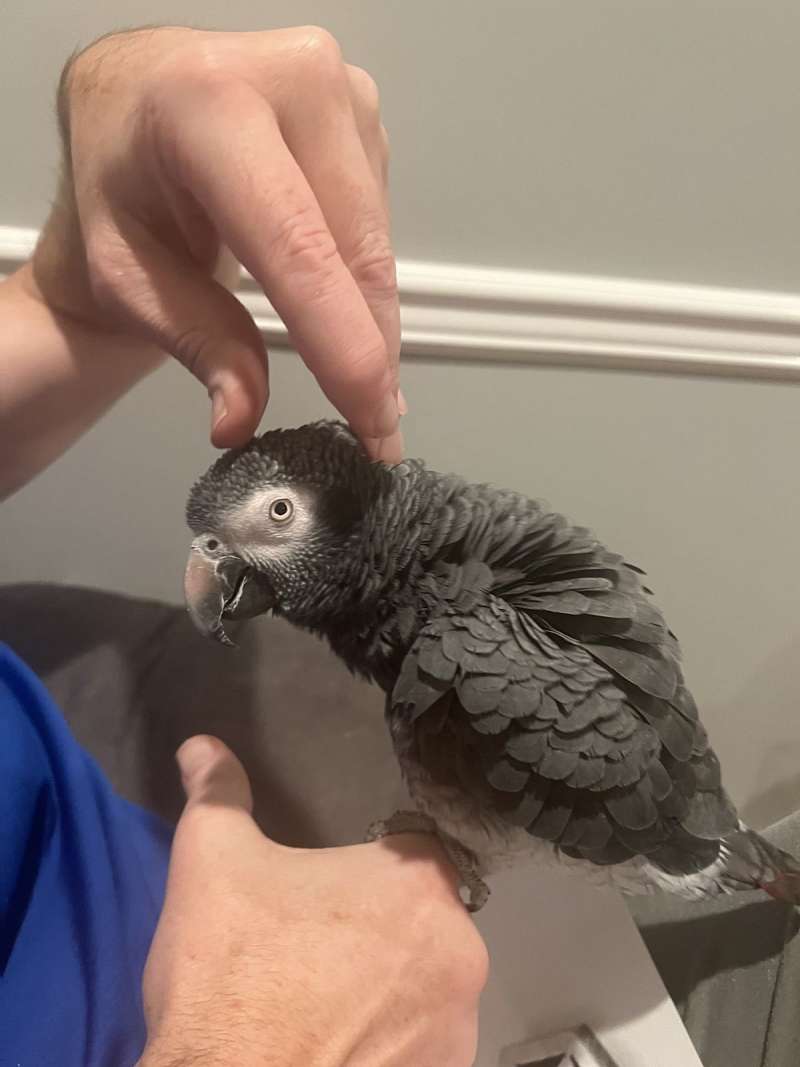 Timneh African Grey Parrots for Sale