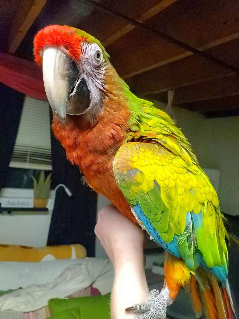 Large Birds for Sale in Virginia