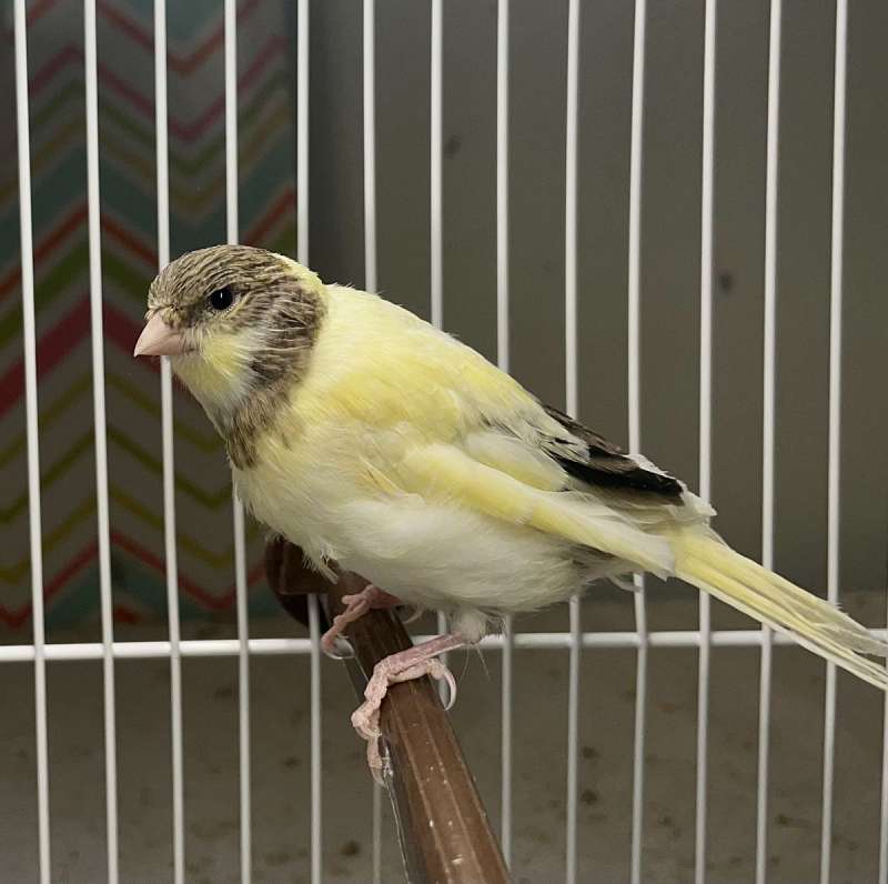 Gloster Canaries for Sale in Ohio