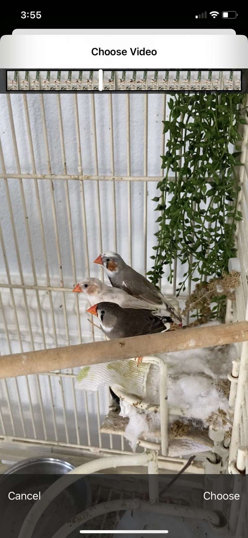 White Colored Society Finches for Sale