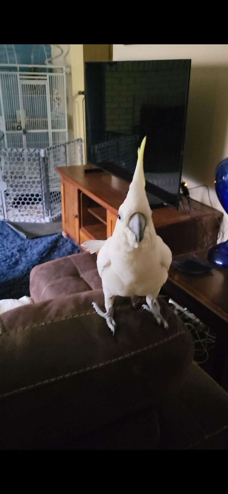 Birds for Sale in Oregon