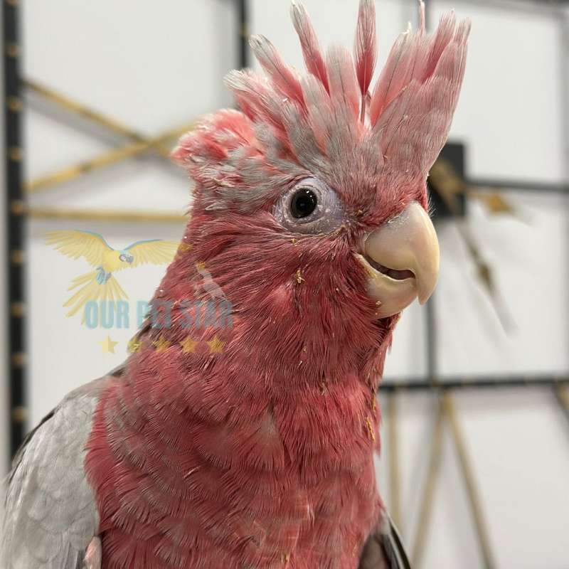 Cockatoos for Sale in Florida